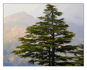shimla tour offroad travels