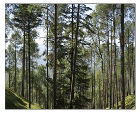Uttaranchal tour